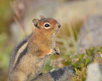 Golden-mantled Ground Squirrel Photo Art Printable (Digital Download)