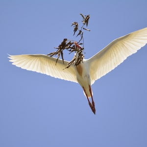Cattle Egret in Flight - Digital Download - Printable Bird Photo Art!