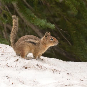 Cascade Golden-mantled Ground Squirrel - Animal Digital Photo Download - Printable Photo!