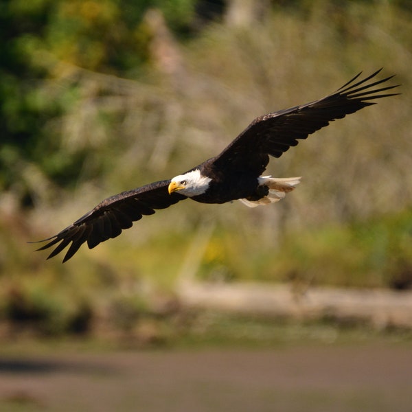 Bald Eagle in Flight - Digital Download - Printable Bird Photo Art!