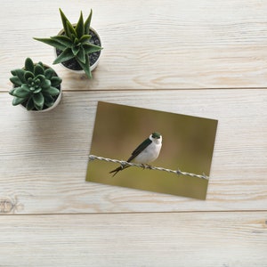 Hirondelle vert-violet - Photo d'oiseau Carte postale