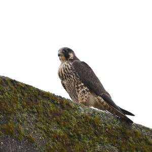 Peregrine Falcon - Bird Digital Photo Download - Printable Photo!