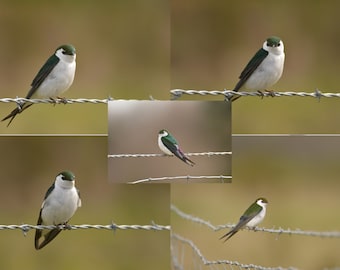 Violet-green Swallow (Tachycineta thalassina) - 5 Digital Photos - Printable Bird Photo Art