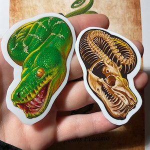 Emerald tree boa, Corallus caninus, flesh and skeleton.