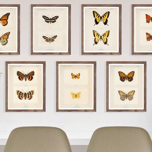Butterfly illustration digital 7-pack · butterfly and moth art print set · instant download