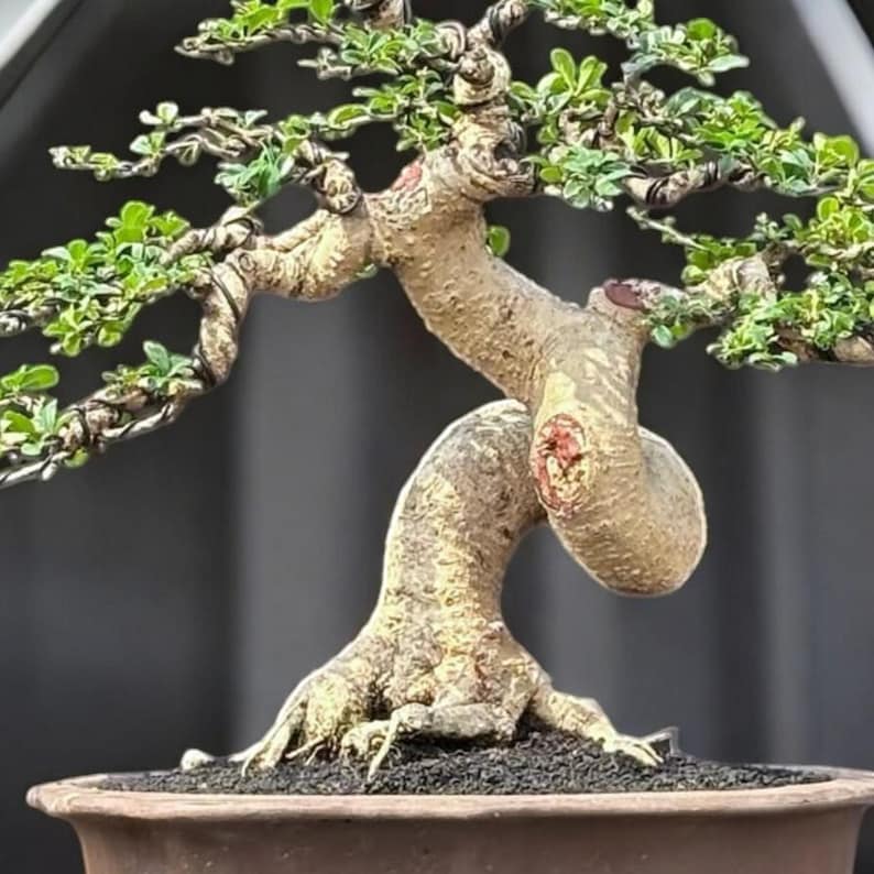 Medium Carmona Retusa Bonsai Tree – Mature Trunk, Exposed Roots ...