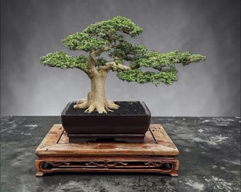 Premna Microphylla Bonsai #Drf130726