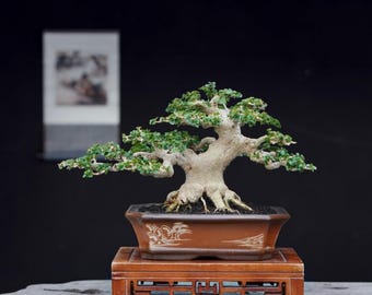 Bonsai de Premna Microphylla (planta real) em tamanho pequeno #rz