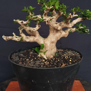 May include: A bonsai tree in a black plastic pot. The tree has a light brown trunk and branches with small green leaves. The pot is filled with dark soil and small pebbles. The background is a dark gray.