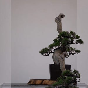 May include: A bonsai tree featuring a weathered, light-colored, gnarled trunk with textured bark and dense, dark green foliage. The tree is planted in a simple, dark-colored rectangular container, which rests on a natural wooden slab base.