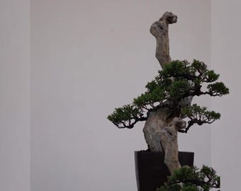 Juniperus Sargenti Tanuki Bonsai misura media #Smd020726