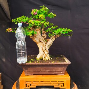 Pode incluir: Um bonsai de buganvília com um tronco grosso e texturizado de cor castanho-claro e folhas verde-vibrantes, com pequenas flores cor-de-rosa. A árvore está plantada num vaso retangular de cerâmica castanha, sobre um suporte de madeira clara.