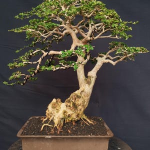 May include: A mature bonsai tree with a thick, textured trunk and a full canopy of small green leaves. The tree is planted in a rectangular brown pot filled with dark soil. The branches are carefully shaped and wired, creating an artistic display.