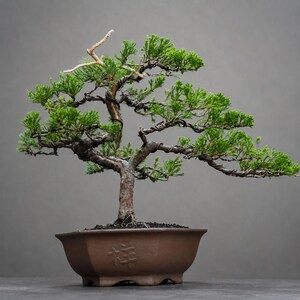 Bonsái de Juniperus Chinensis: tronco maduro, ramas estratificadas, forma escultural.