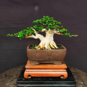 Pode incluir: Um bonsai com um tronco grosso, texturizado e de cor clara, com ramos espalhados cobertos por pequenas folhas de um verde vibrante. A árvore está plantada num vaso retangular de cerâmica castanha mate, sobre um suporte de madeira polida.