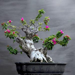 Puede incluir: Un bonsái de buganvilla con un tronco grueso y texturizado de color gris claro y ramas envueltas en alambre de plata fino. El árbol presenta hojas de color verde vibrante y pequeñas flores de color rosa brillante en una maceta de cerámica gris.