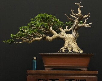 Pianta reale dei bonsai di Premna Microphylla