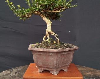 Actual Picture Serissa Japonica Bonsai Code 03