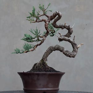 Op de afbeelding: Een bonsaiboom met een dikke, getextureerde, kronkelende bruine stam en takken die in een slingerend patroon buigen. De boom heeft kleine, naaldachtige groene bladeren die zich aan de linkerkant concentreren, geplant in een donkerbruine keramische pot.