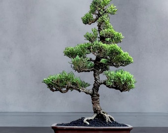 Bonsai di ginepro Sargenti stile Cockhan di medie dimensioni #Hj0