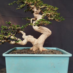 Puede incluir: Un bonsái con un tronco grueso, retorcido y de color claro, con pequeñas hojas verdes y alambres de entrenamiento oscuros envueltos alrededor de sus ramas. El árbol está plantado en un recipiente rectangular de plástico azul claro con tierra.