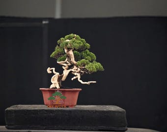 Op de afbeelding: Een kleine bonsai boom met groene bladeren en een gedraaide, lichtgekleurde stam. De boom staat in een roodbruine pot en op een donkere, rechthoekige steen. De achtergrond is effen donkergrijs.