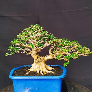 Puede incluir: Un bonsái con un tronco grueso, texturizado y de color claro, con ramas extendidas cubiertas de pequeñas hojas de color verde vibrante. El árbol está plantado en una maceta rectangular de cerámica azul brillante con tierra oscura, sobre un soporte.
