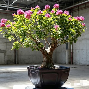 Mellanstort bougainvillea-bonsaiträd — rosa blomning, dubbel mogen stam, levande bonsai