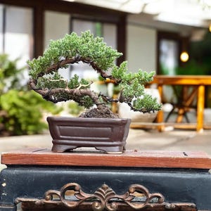 Pode incluir: Um bonsai meticulosamente trabalhado com folhagem verde vibrante e um tronco graciosamente curvo. A árvore é plantada em um vaso retangular de cerâmica marrom, colocado sobre uma superfície de madeira. O fundo apresenta um ambiente externo desfocado.