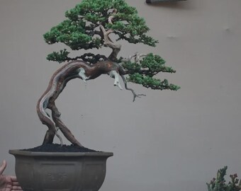 Pianta reale bonsai Juniperus Procumben nana di medie dimensioni