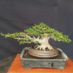 Può includere: Un albero bonsai con un tronco spesso e strutturato e foglie verdi vibranti. L'albero è piantato in un vaso di ceramica marrone scuro, che si trova all'interno di un contenitore rettangolare grigio scuro. Il bonsai è esposto su un supporto di legno.