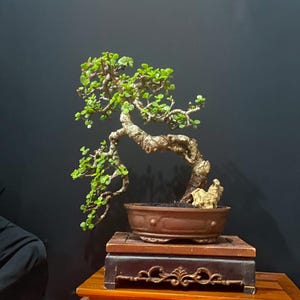 May include: A jade bonsai tree with a thick, textured, winding brown trunk and small, vibrant green succulent leaves. The tree is planted in a shallow, oval-shaped brown ceramic pot, which rests on a dark, ornate wooden display stand.