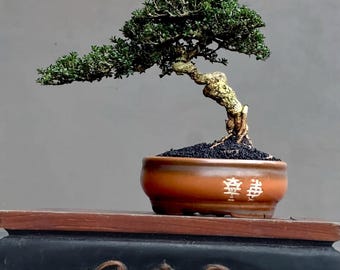 Serie Bonsai di piccole dimensioni