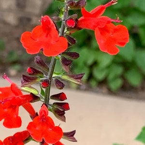 Seeds of Texas sage