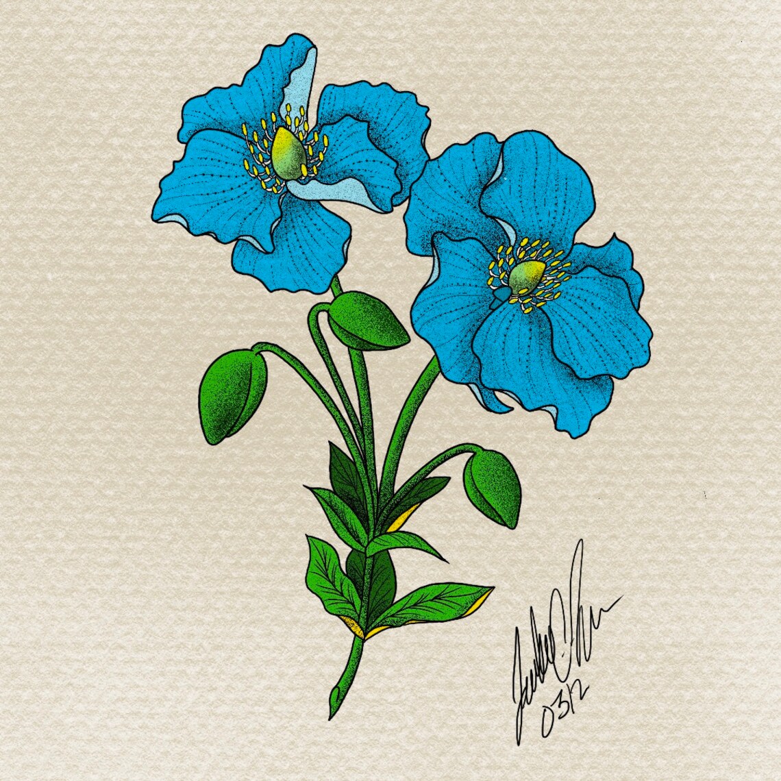 Himalayan Blue Poppy Digital Print | Etsy