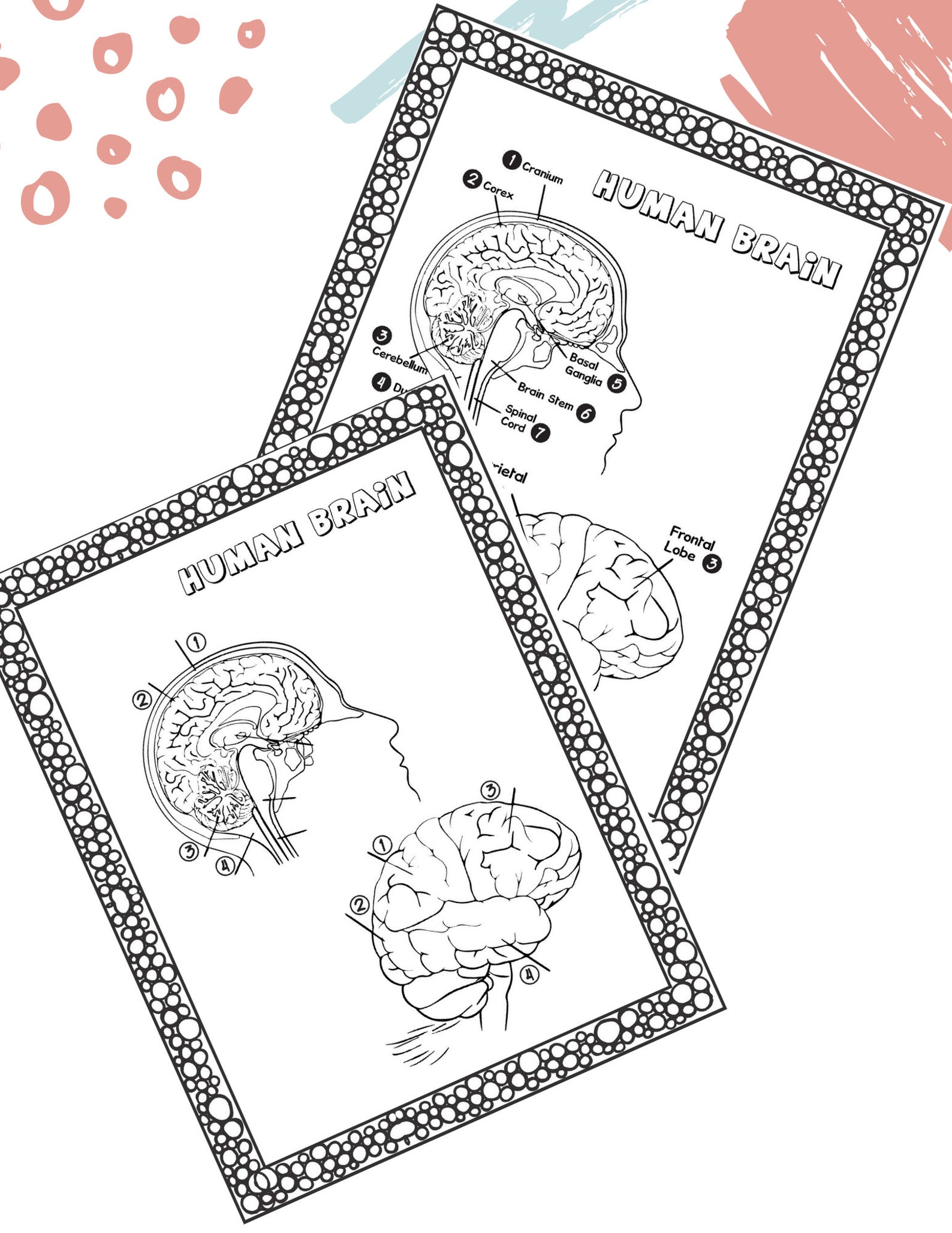Human Anatomy Coloring Worksheets / 29 Pages with Answers | Etsy