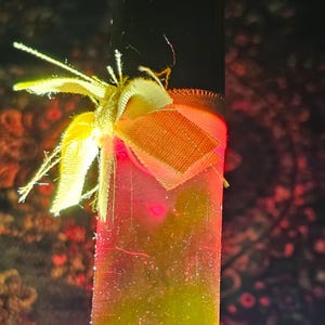 Pode incluir: Uma garrafa de vidro transparente com um laço de tecido amarelo amarrado em volta do topo. A garrafa está cheia de um líquido amarelo e tem um brilho vermelho por trás.