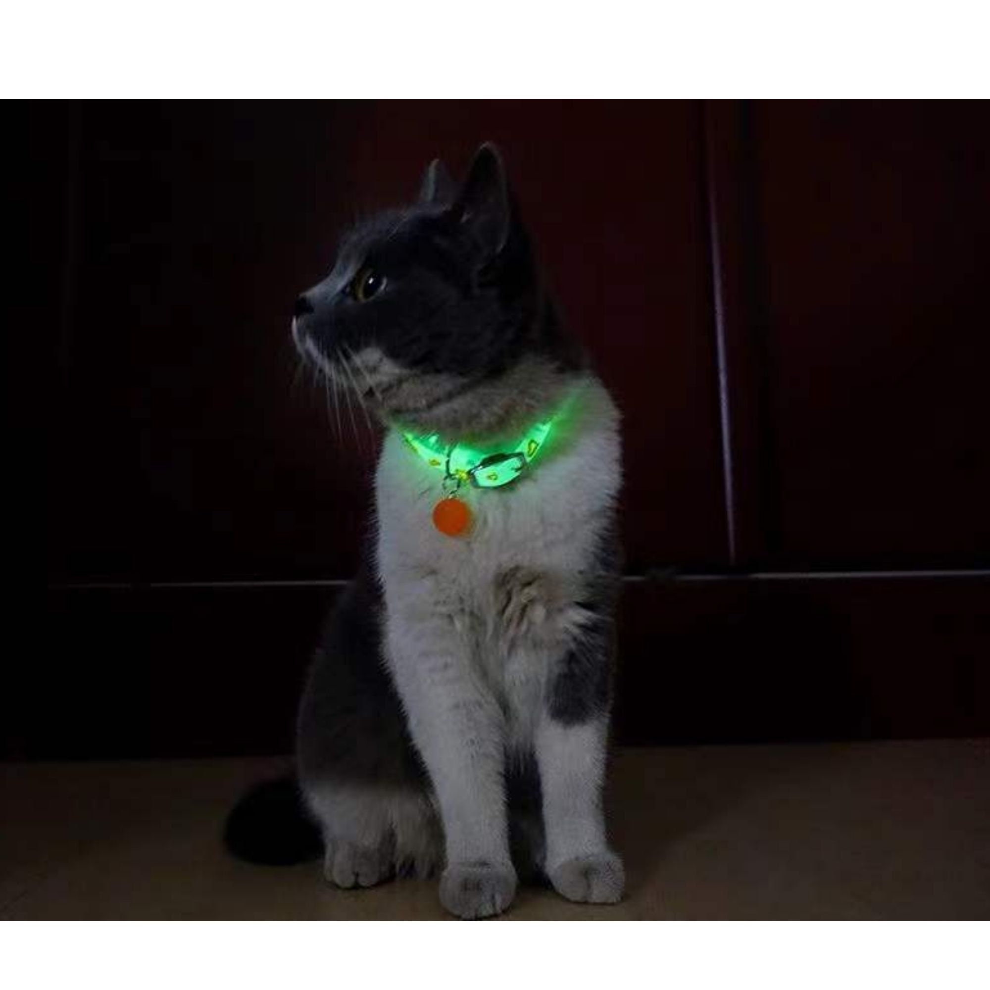 illuminated cat collar