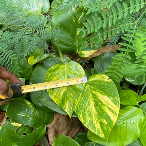 Giant Hawaiian Pothos Shipped From Hawaii image 6