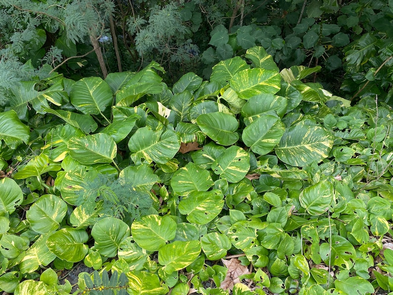 Giant Hawaiian Pothos Shipped From Hawaii image 4