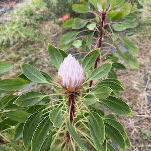 King Protea Starter Plant – 4" Pot