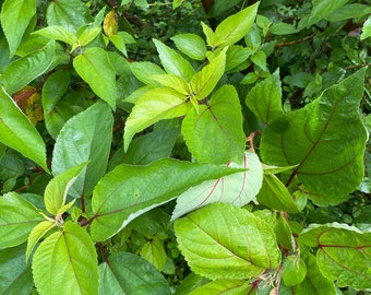 Fresh Mamaki Seeds with Fruit - Grown on Big Island Hawaii Farm - Planting Instructions Included