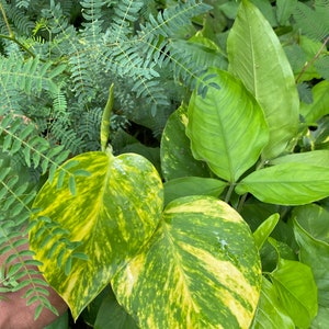 Giant Hawaiian Pothos Shipped From Hawaii image 8