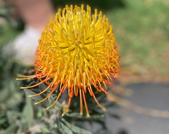 Leucospermum ( Protea) Pincushion Starter Plant - Exotic South African Blooms - Vibrant Drought-Tolerant Garden Addition (4" Pot)