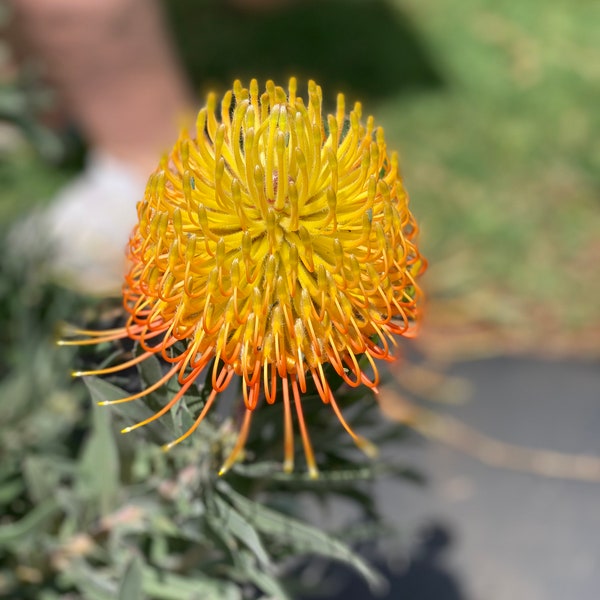 Leucospermum ( Protea) Pincushion Starter Plant - Exotic South African Blooms - Vibrant Drought-Tolerant Garden Addition (4" Pot)