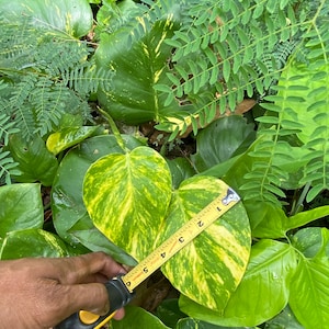 Giant Hawaiian Pothos Shipped From Hawaii image 7