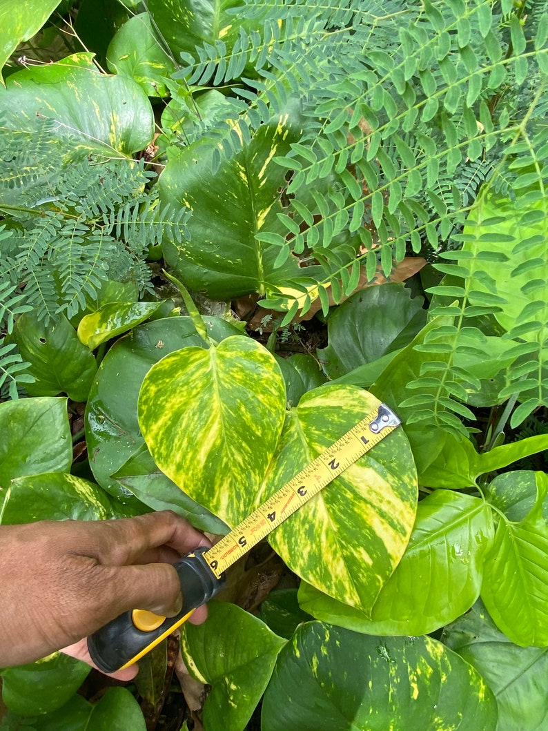 Giant Hawaiian Pothos Shipped From Hawaii image 7