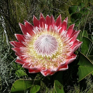 King Protea Starter Plants - Exotic South African Beauty - Grown on Big Island Hawaii