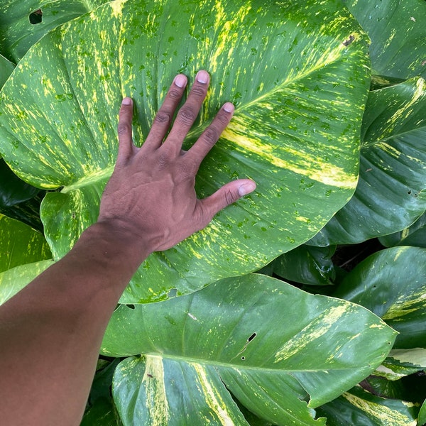 Giant Hawaiian Pothos (Shipped From Hawaii!!)