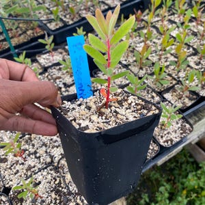 Protea Susannae Starter Plant in 2.7&quot; & 3.5&quot; Pots - Vibrant South African Flower - Grown on Big Island Hawaii